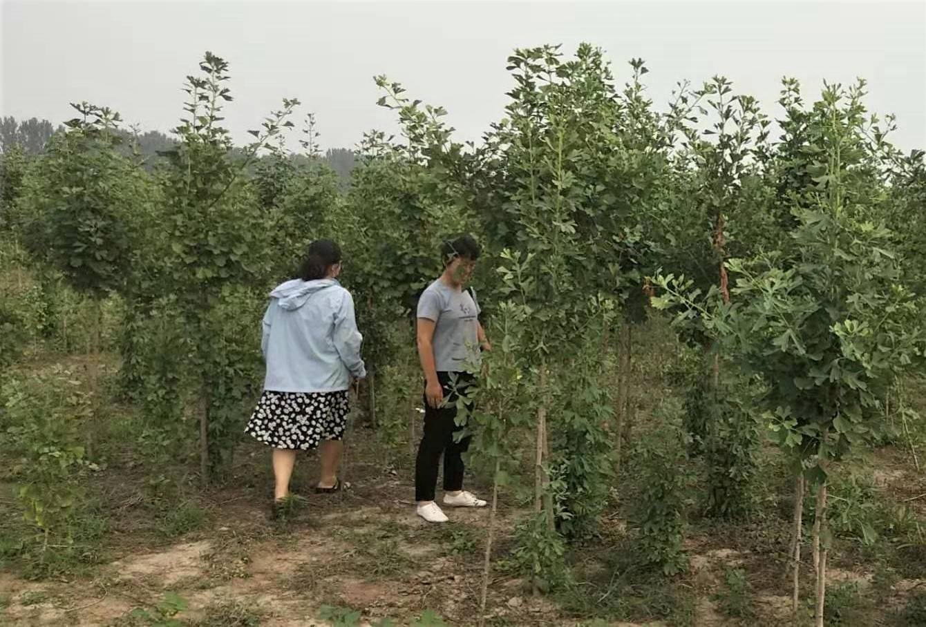 台前县自然资源局积极开展苗木生产安全隐患大排查 
